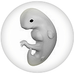 Embryo at 4 weeks after fertilization