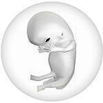Fetus at 8 weeks after fertilization