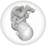 Fetus at 38 weeks after fertilization